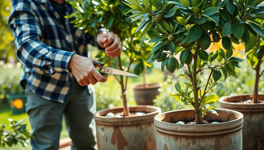 pruning avocado trees in containers